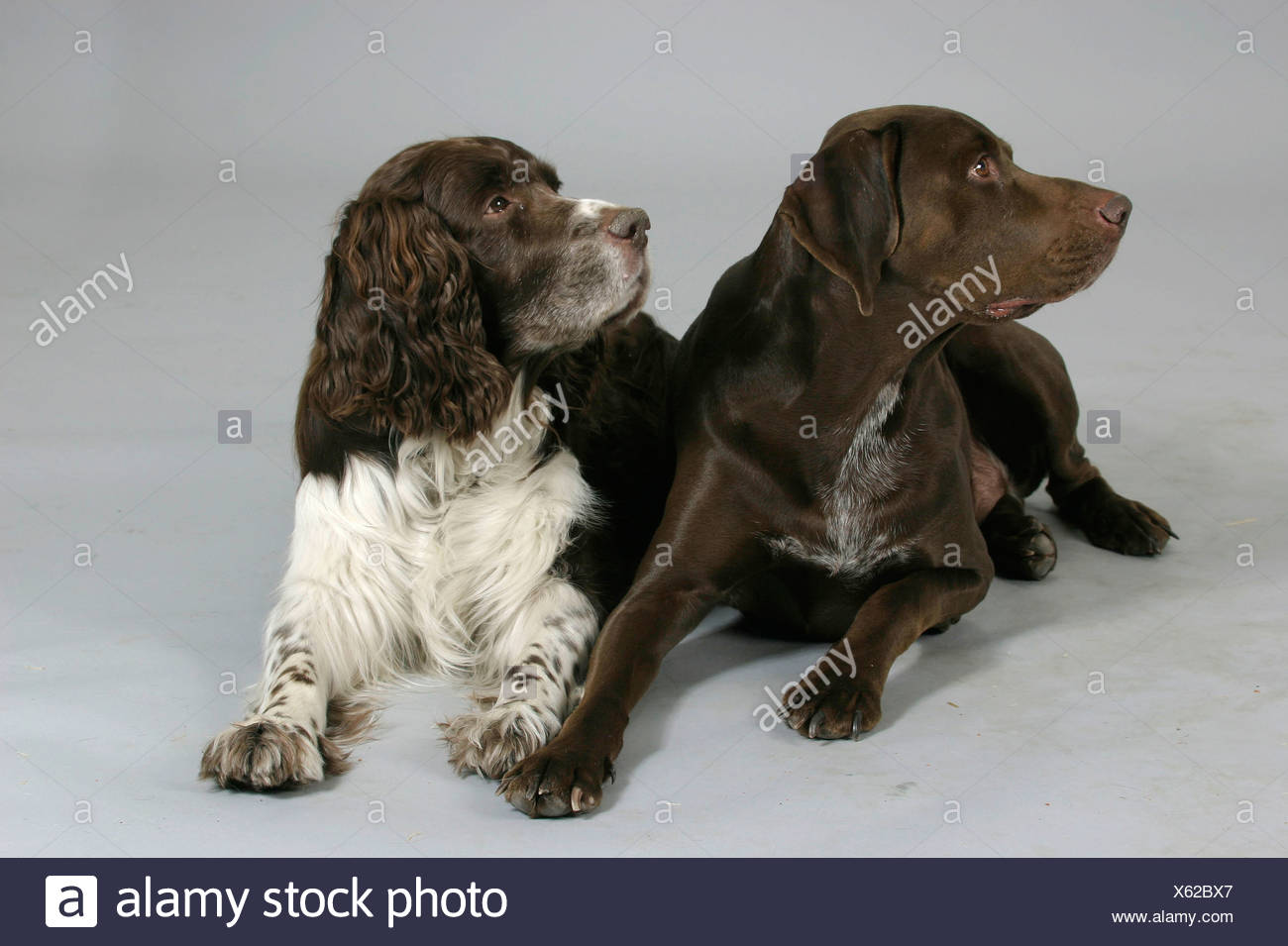 German Shorthaired Pointer And English Springer Spaniel Stock