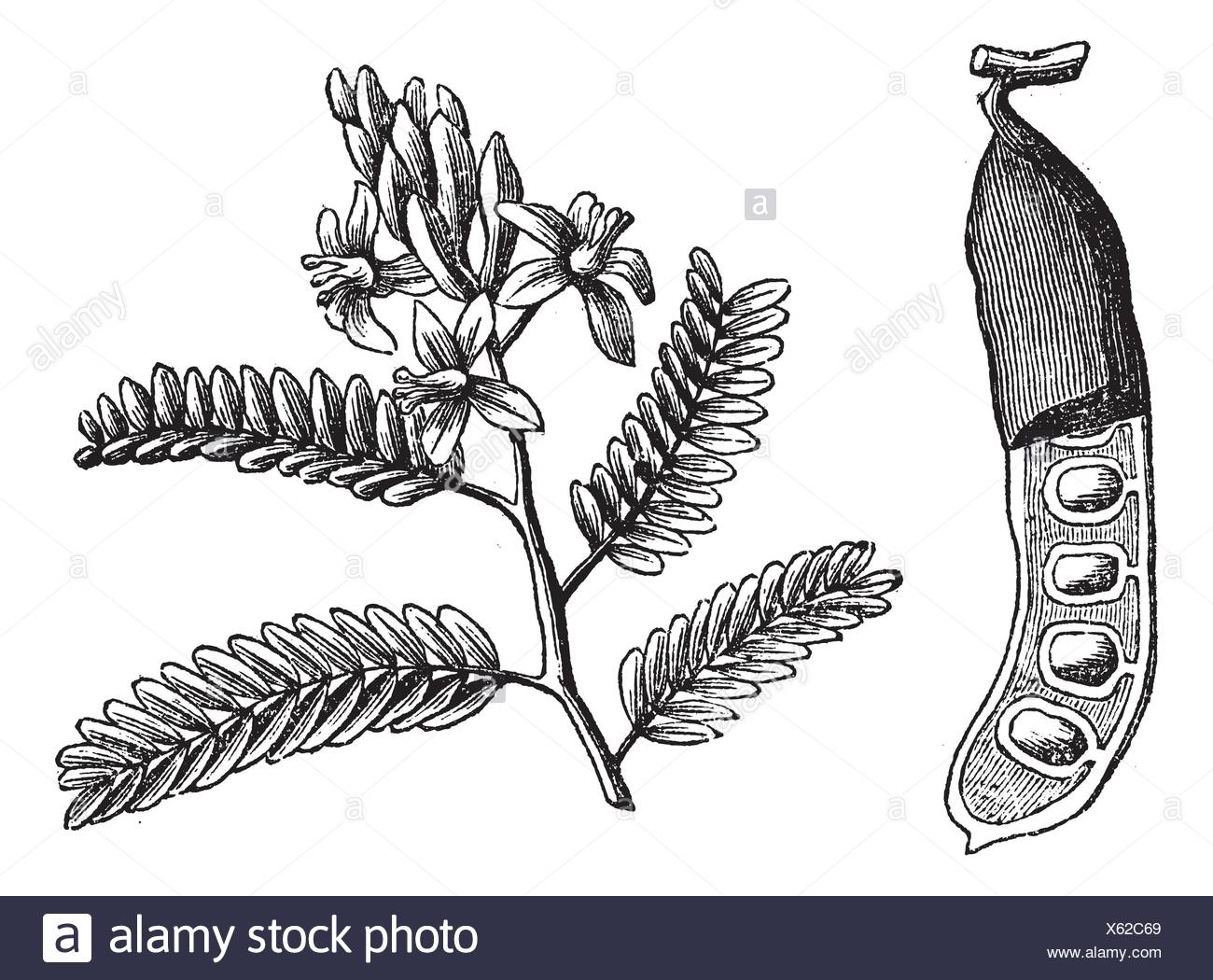 Tamarind Tamarindus Indica Vintage Engraved Illustration Tamarind Leaf And Seed On White Trousset Encyclopedia 16 11 Stock Photo Alamy Tamarind Tamarindus Indica Vintage Engraved Illustration Tamarind Leaf And Seed On White Trousset Encyclopedia 16 11 Stock Photo Alamy