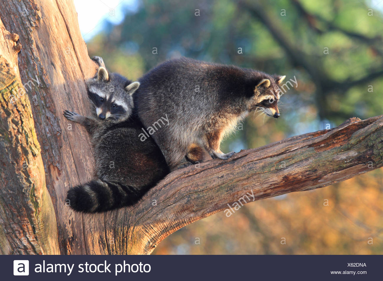 Two Raccoon High Resolution Stock Photography and Images - Alamy