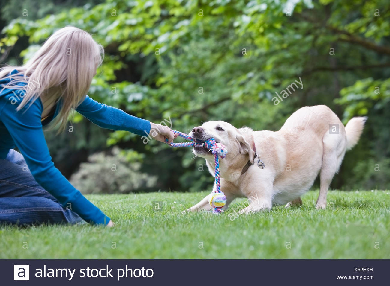tug of war with dog