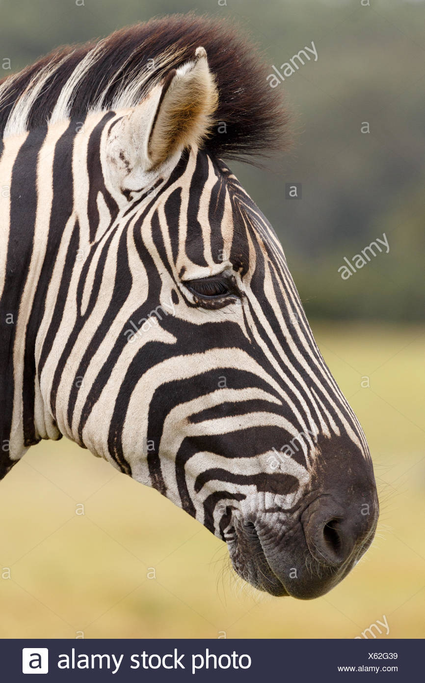 Burchell S Zebra Portrait Stock Photo Alamy