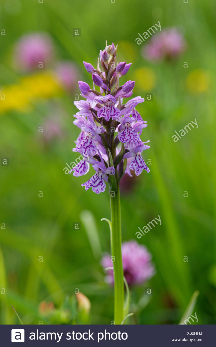 Page 3 Maculata High Resolution Stock Photography And Images Alamy
