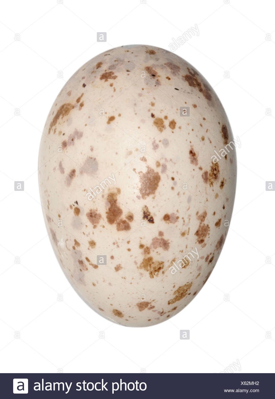 British Bird Eggs Stock Photos & British Bird Eggs Stock Images Alamy