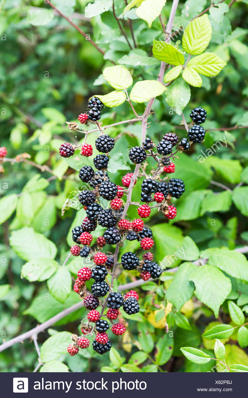 Blackberry Tree High Resolution Stock Photography and Images Alamy
