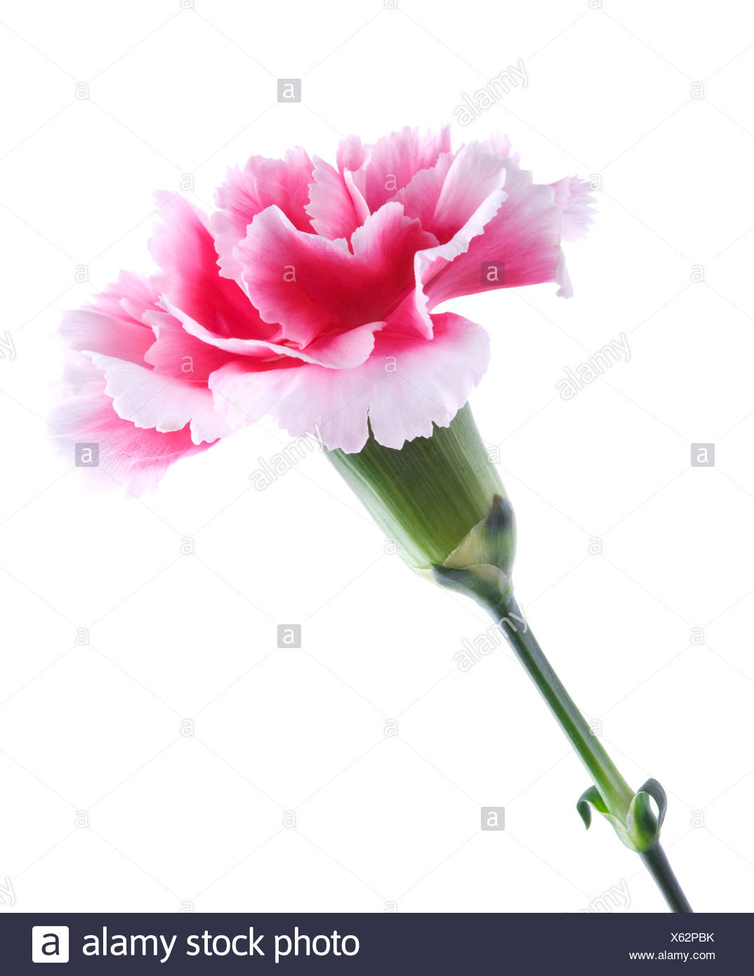 Carnation Leaves Stock Photos & Carnation Leaves Stock Images - Alamy