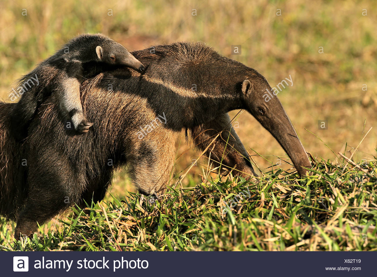 Giant Anteater Husbandry Manual Giant Anteater Husbandry Manual