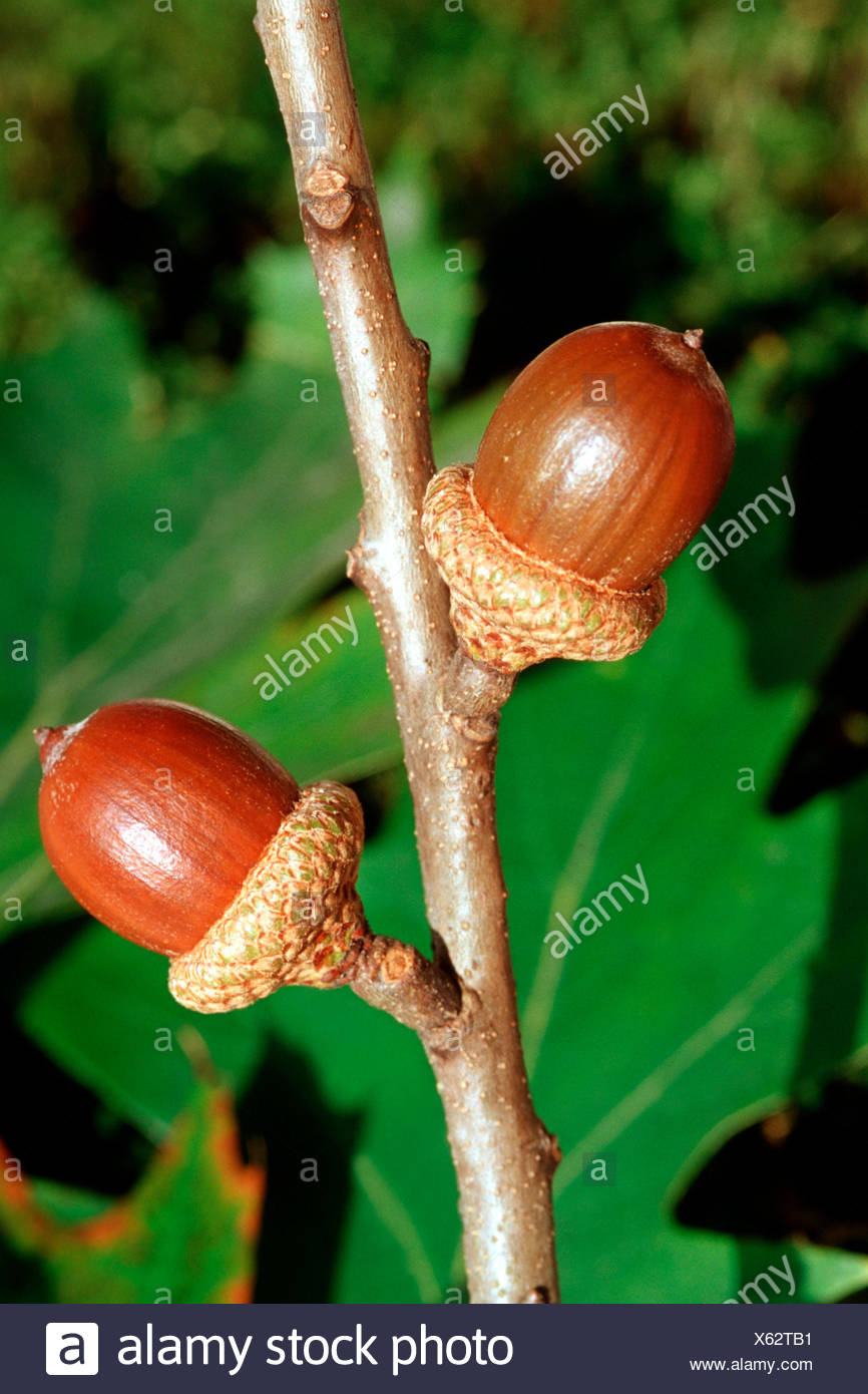 Northern Red Oak Quercus Rubra Stock Photos & Northern Red Oak Quercus