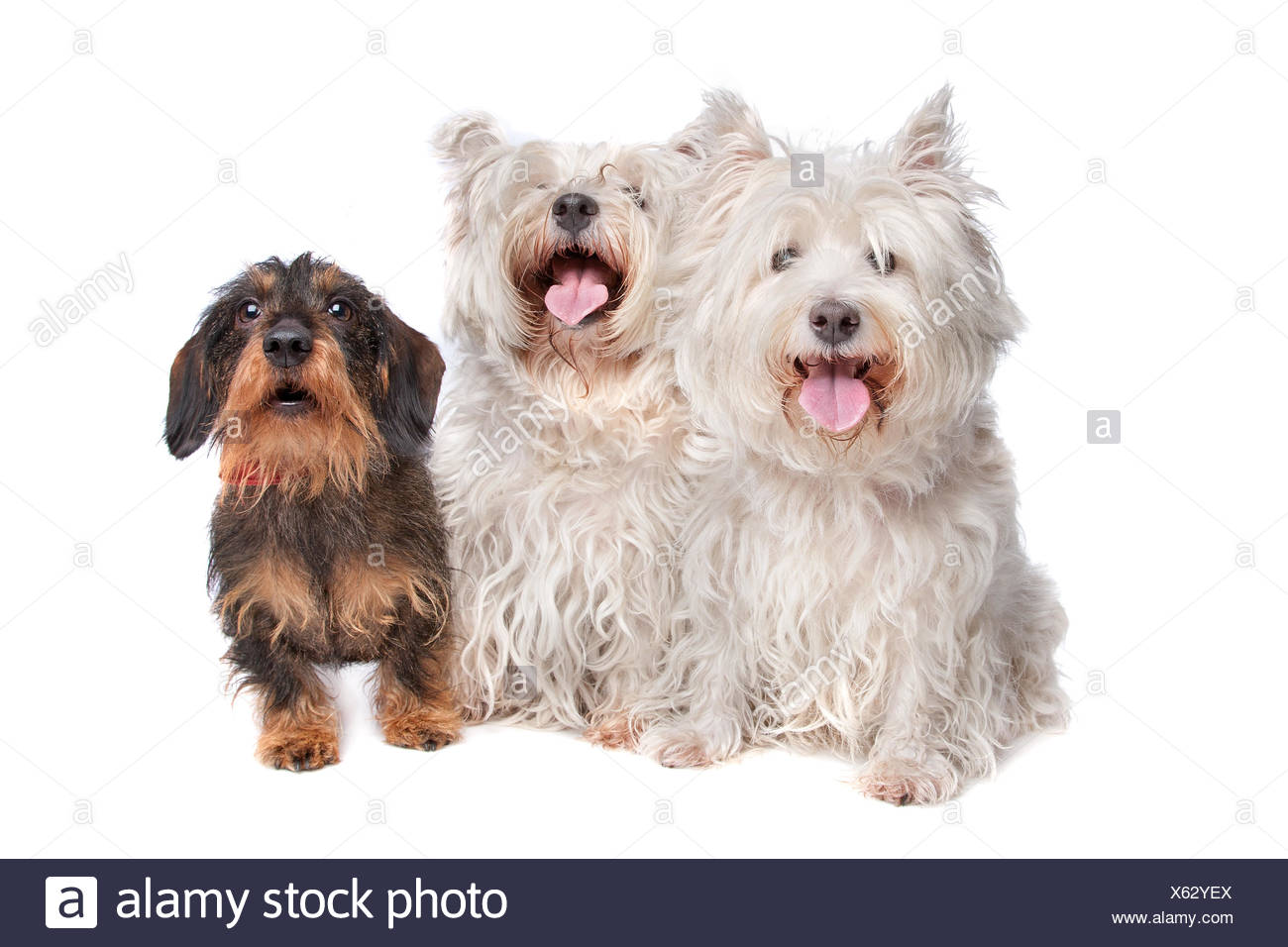Two West Highland White Terrier And A Wire Haired Dachshund Stock Photo Alamy