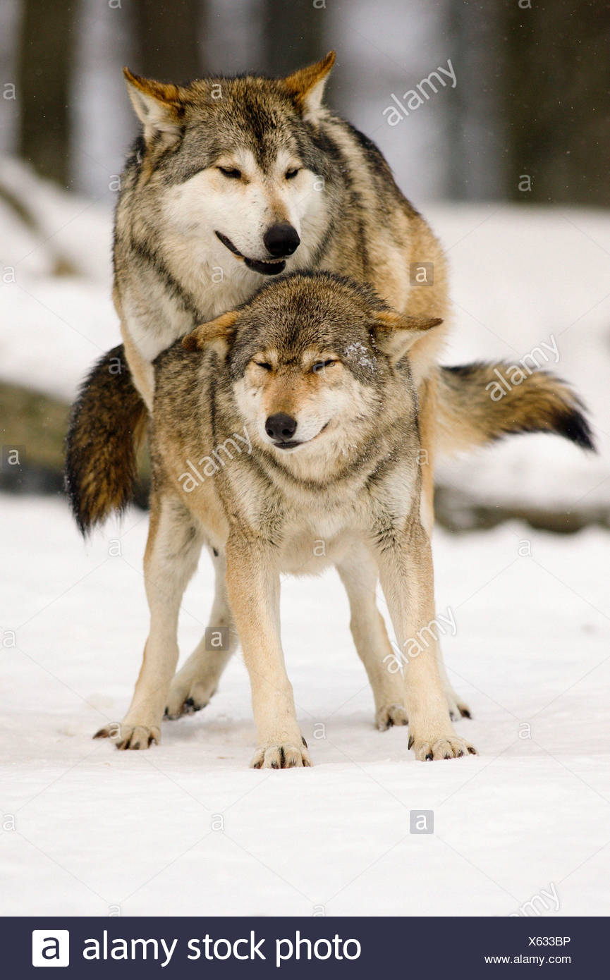 Two Wolves Mating High Resolution Stock Photography and Images - Alamy