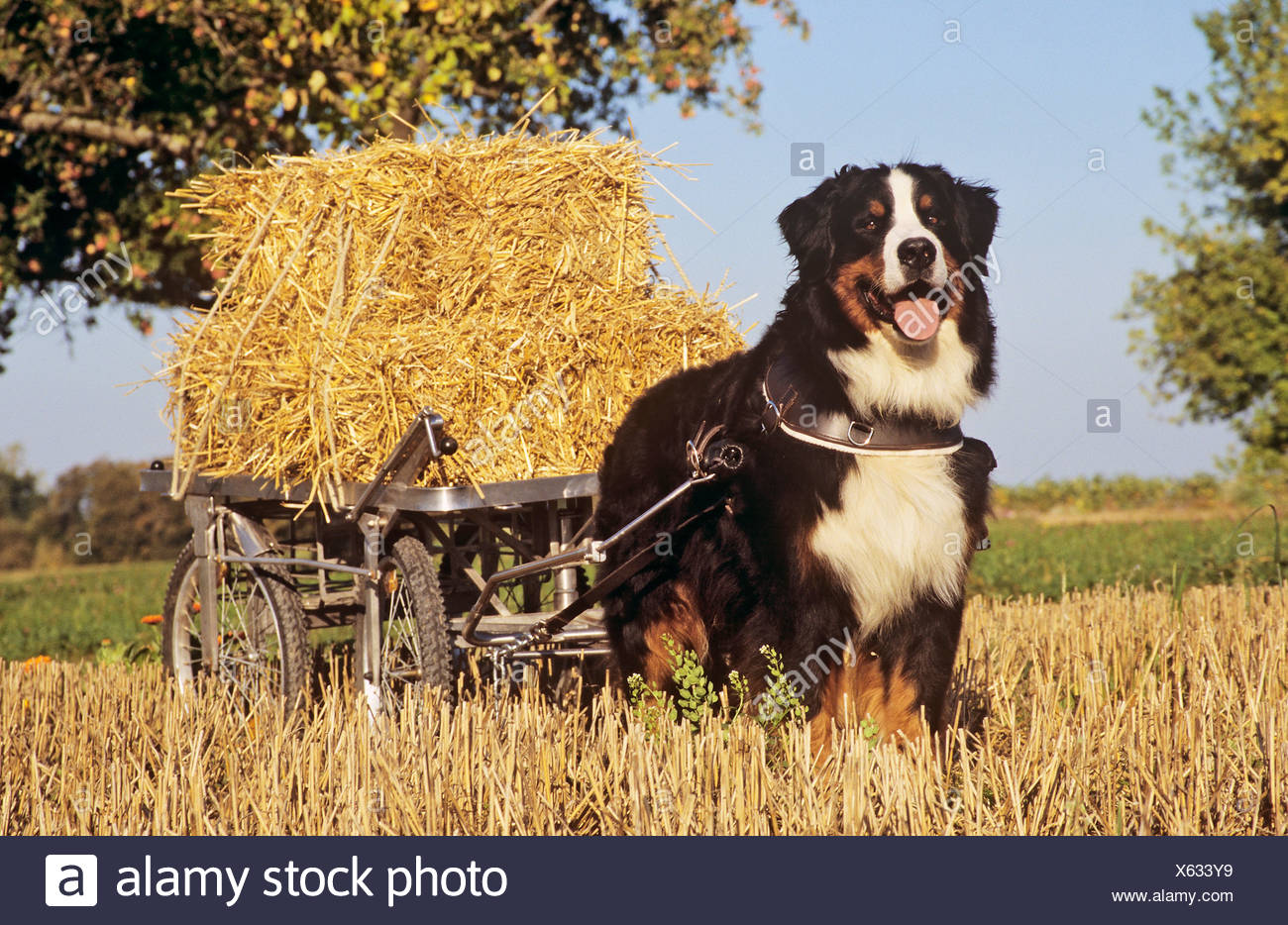 Bernese Mountain Dog Pulling Cart High Resolution Stock Photography and