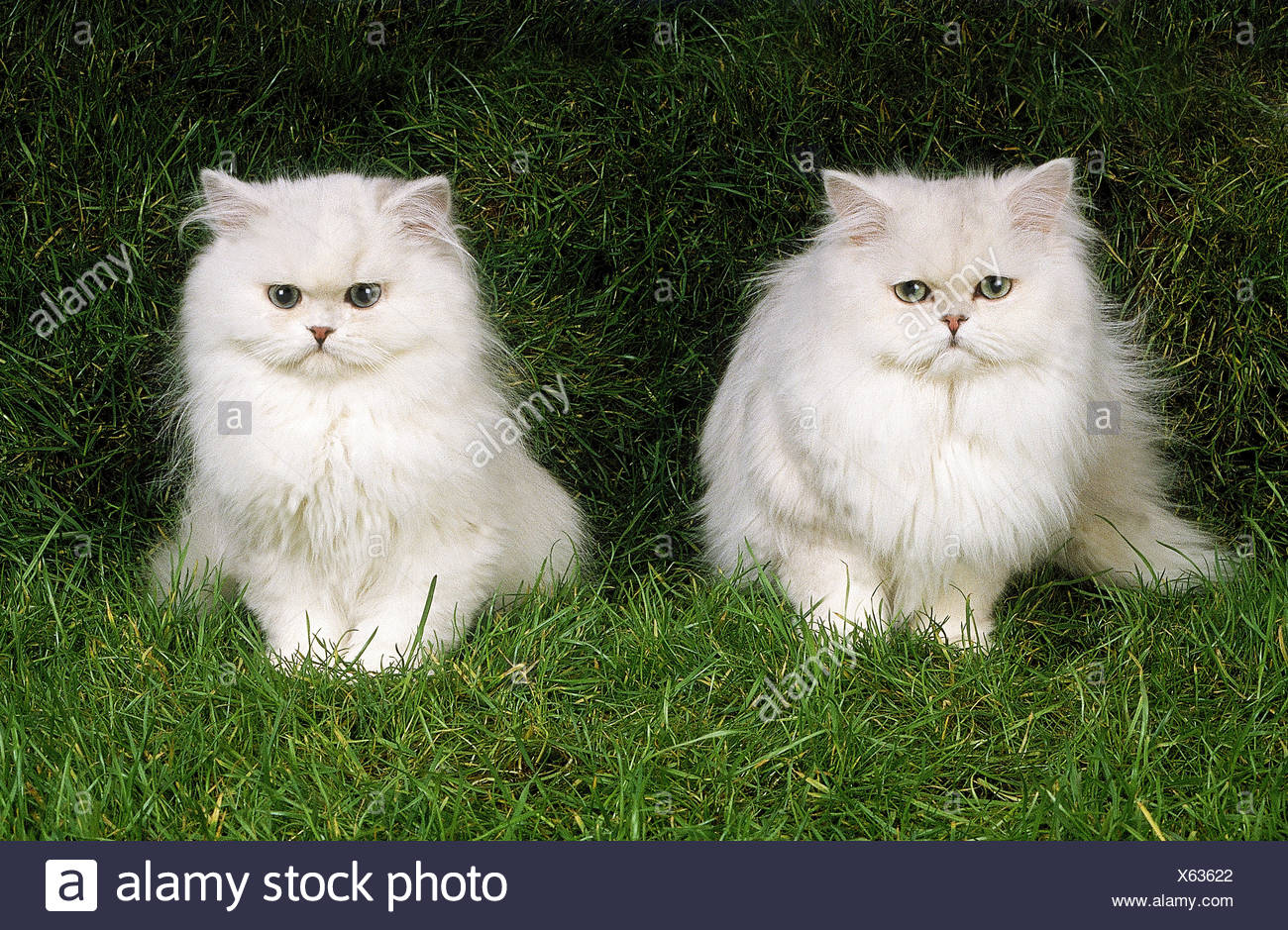 Chinchilla Persian Cat Pair Of Adults Sitting On Grass Stock Photo Alamy