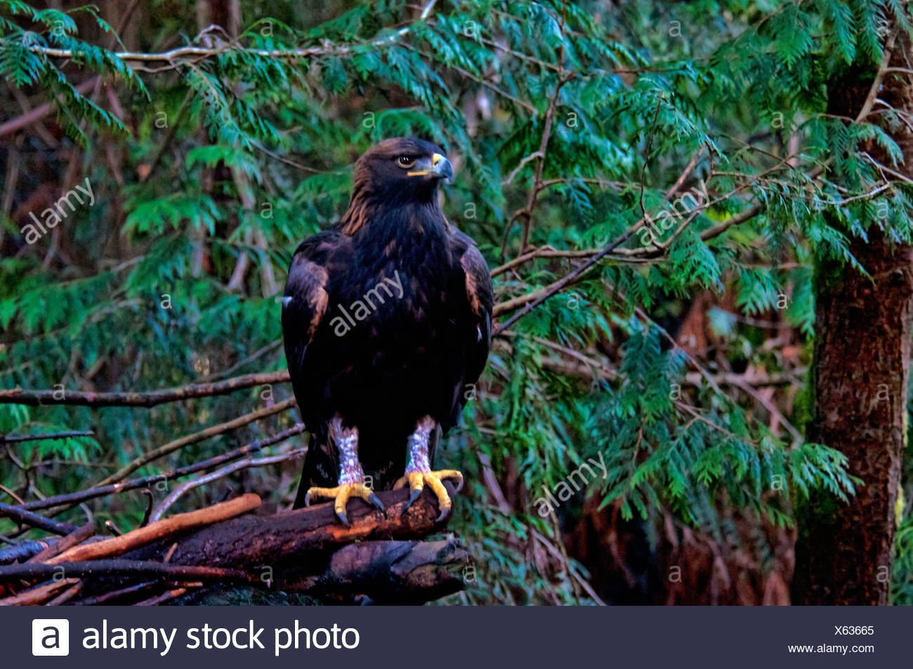Golden Eagle Aquila Chrysaetus Bird Eagle Usa United