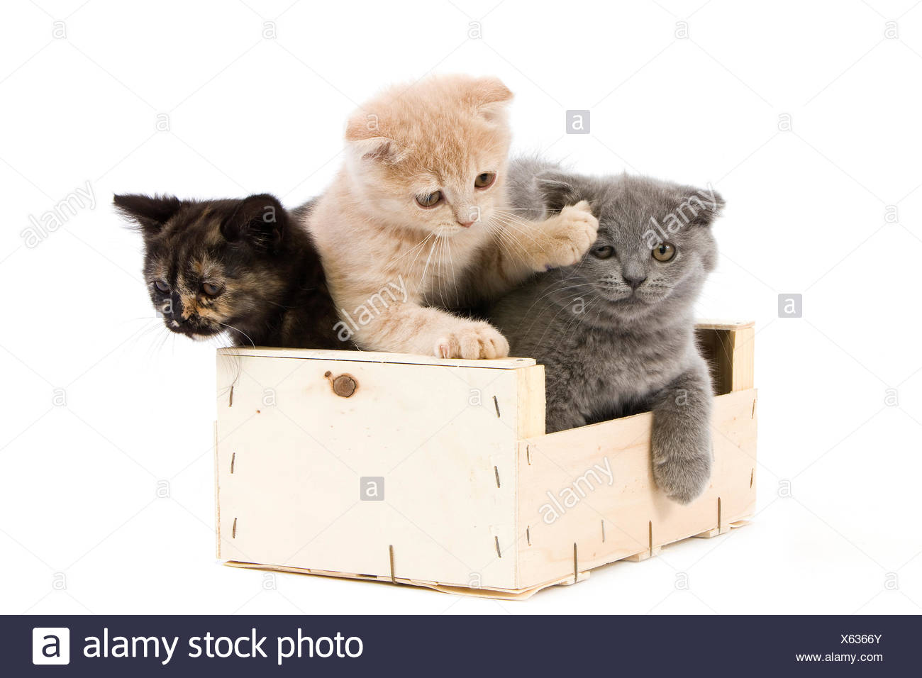 Cream Scottish Fold Blue Scottish Fold And Black Tortoise Shell