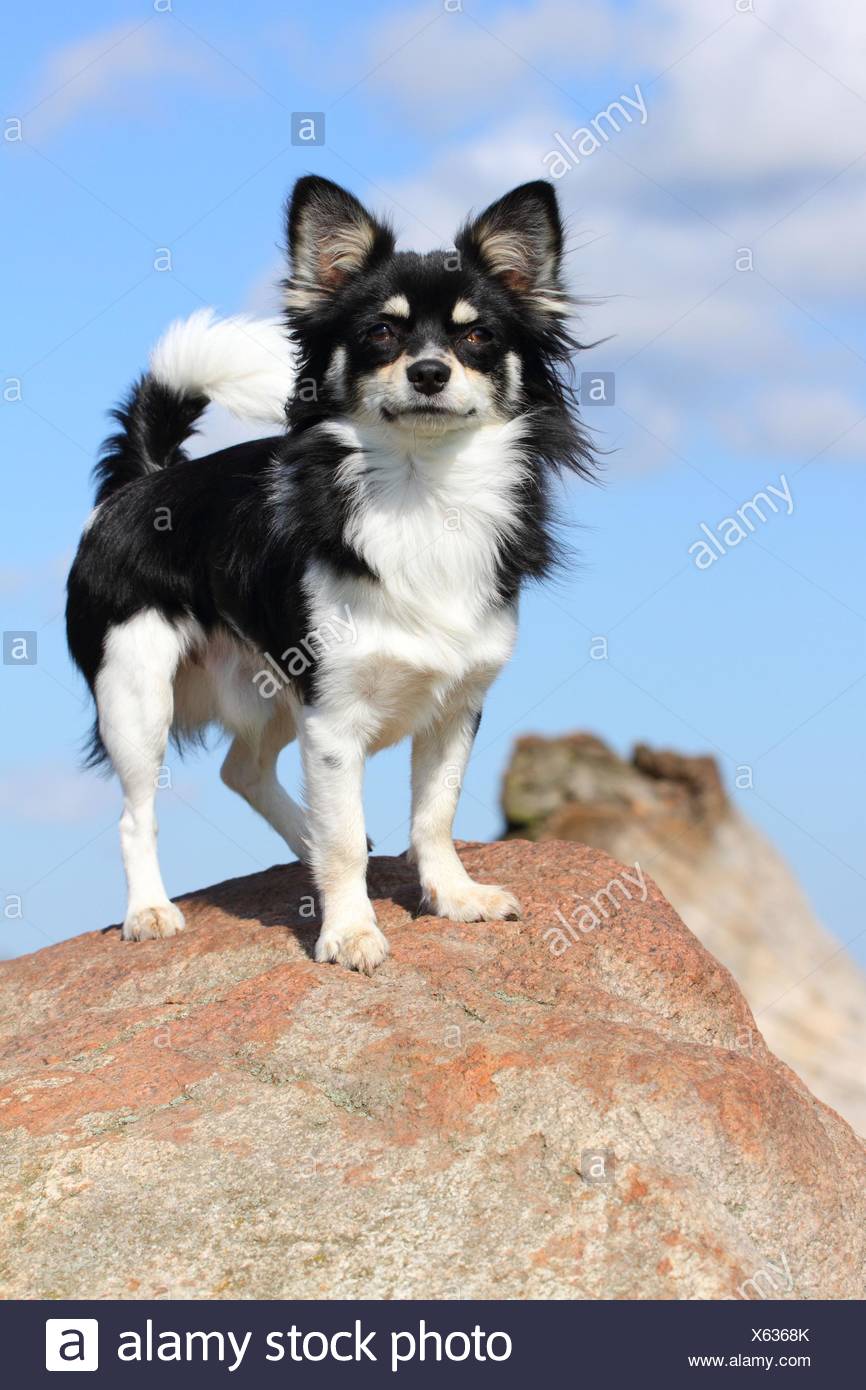 tricolor long haired chihuahua