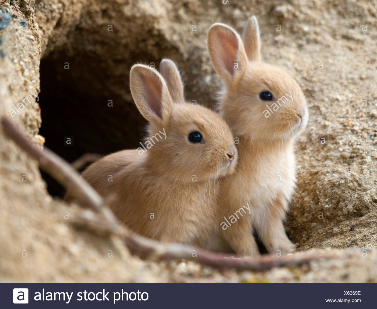 Feral Rabbits High Resolution Stock Photography and Images - Alamy