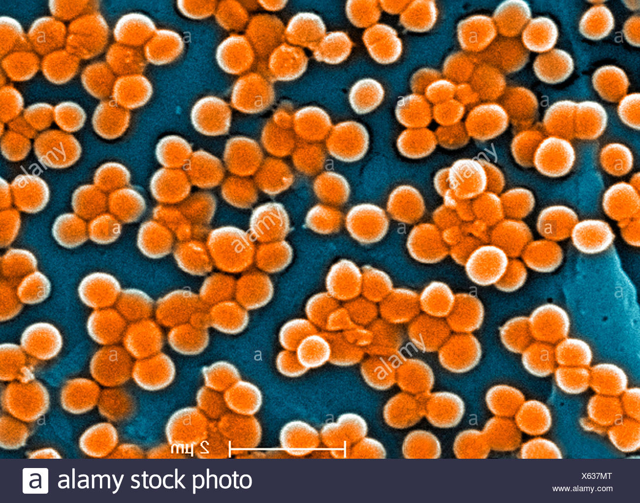 Staphylococcus Aureus Bacteria High Resolution Stock Photography And ...