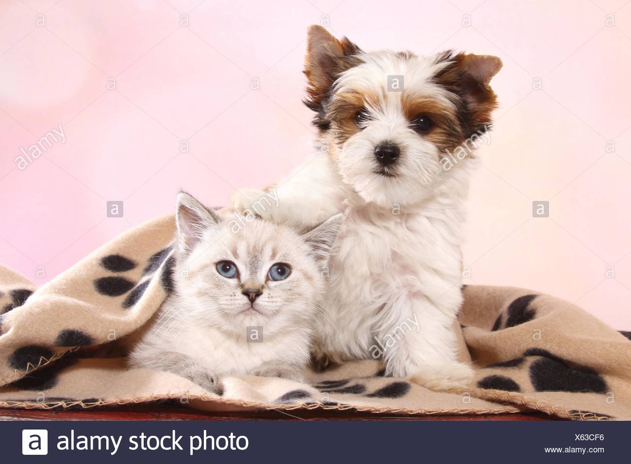 Biewer Terrier Puppy And British Shorthair Kitten Stock Photo