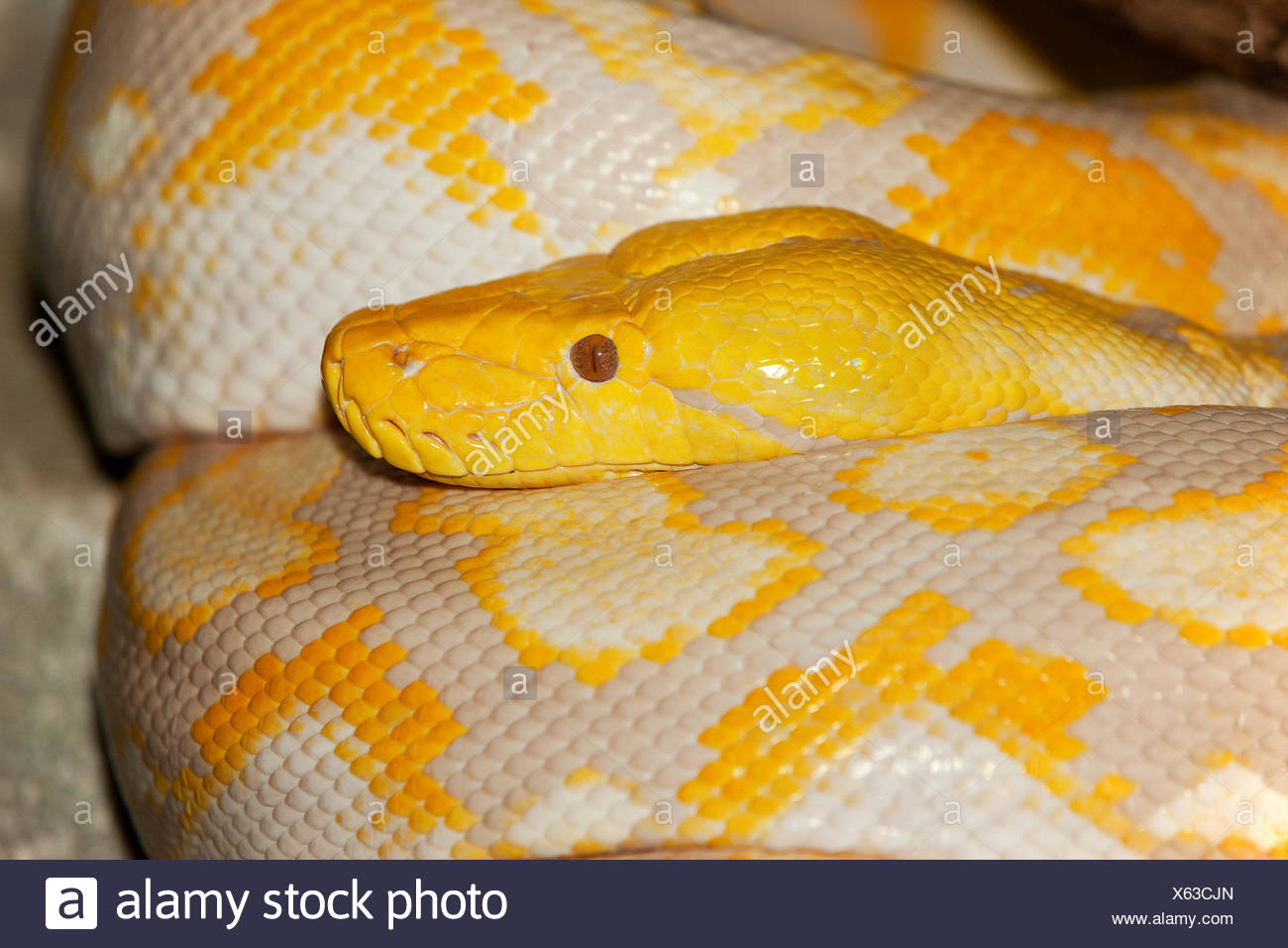 Python Python Reticulatus High Resolution Stock Photography and Images ...
