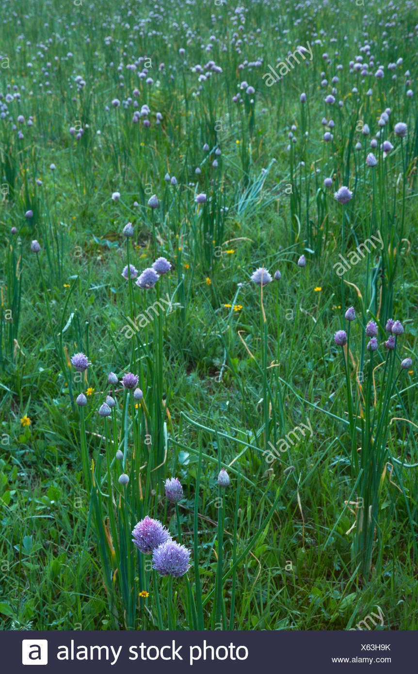 Wild Onion Flower Stock Photos & Wild Onion Flower Stock Images Alamy