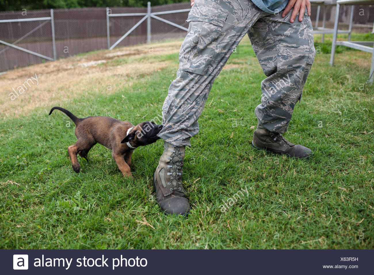 belgian malinois puppy training