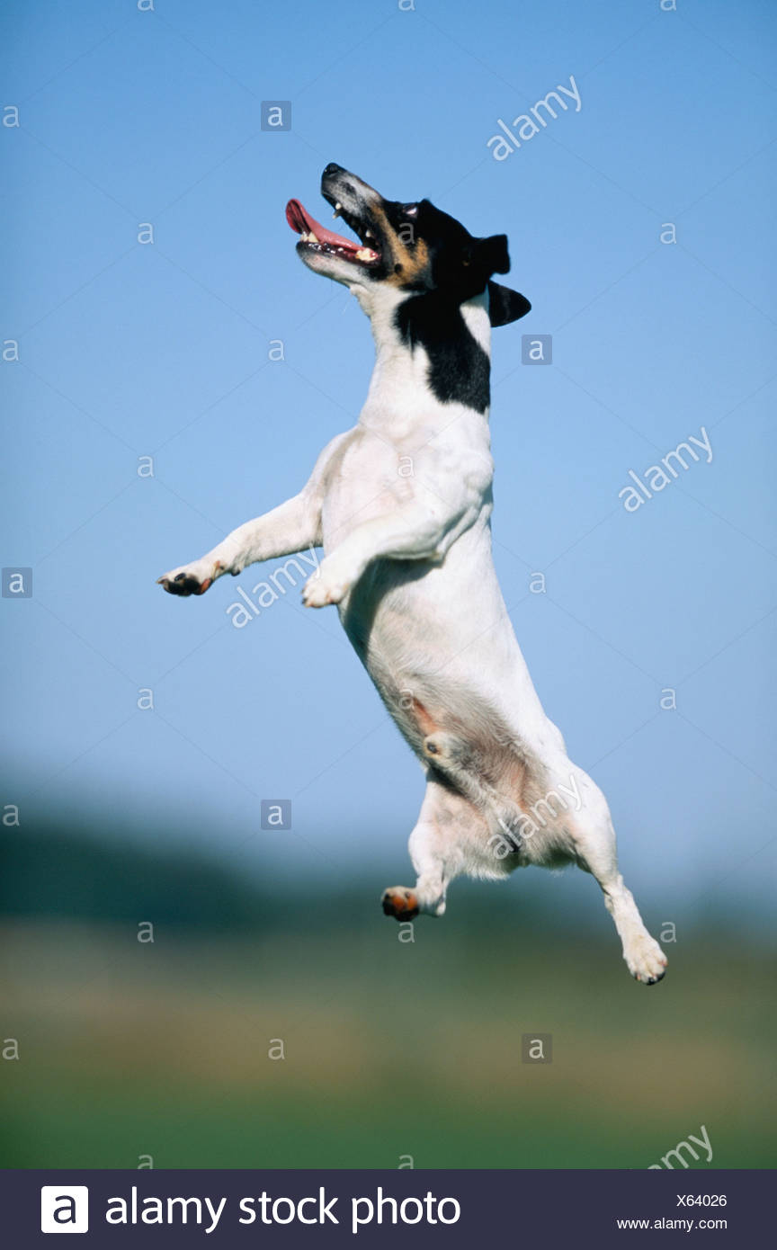 jack russell jumping