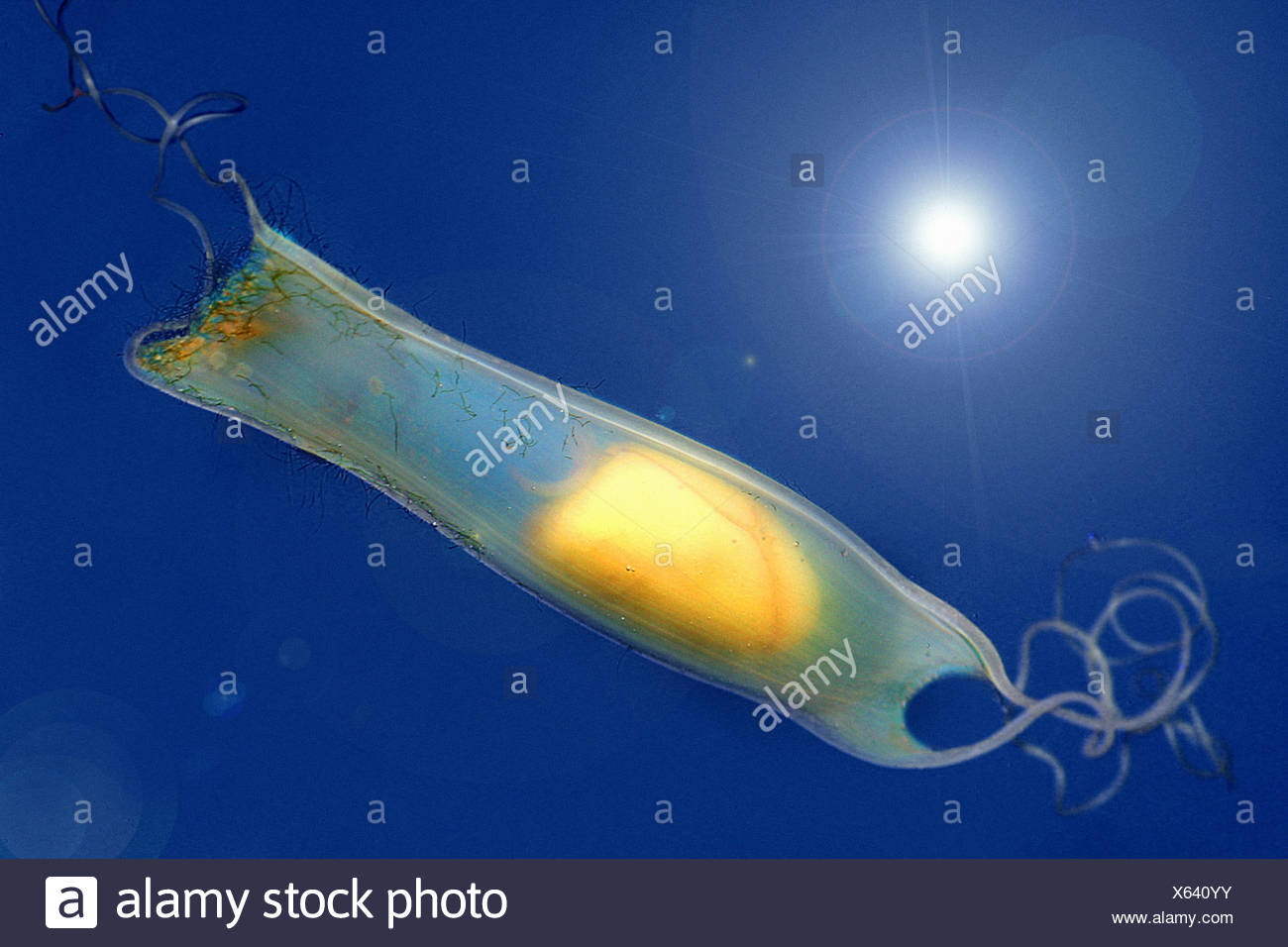 Catshark Egg Stock Photos & Catshark Egg Stock Images Alamy