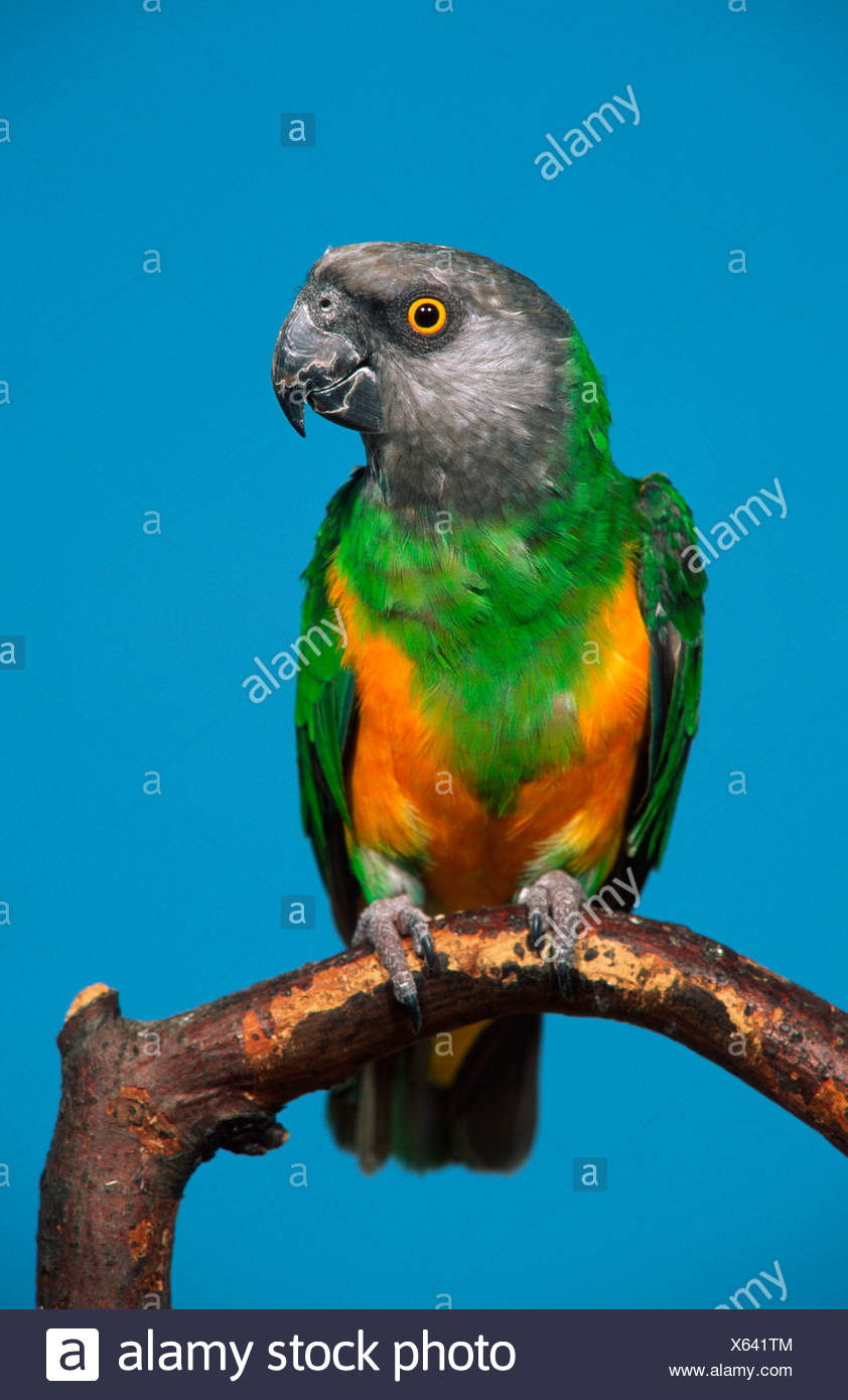 Senegal Parrot Poicephalus Senegalus Mohrenkopfpapagei Innen Studio Indoor Stock Photo Alamy Senegal Parrot Poicephalus Senegalus Mohrenkopfpapagei Innen Studio Indoor Stock Photo Alamy