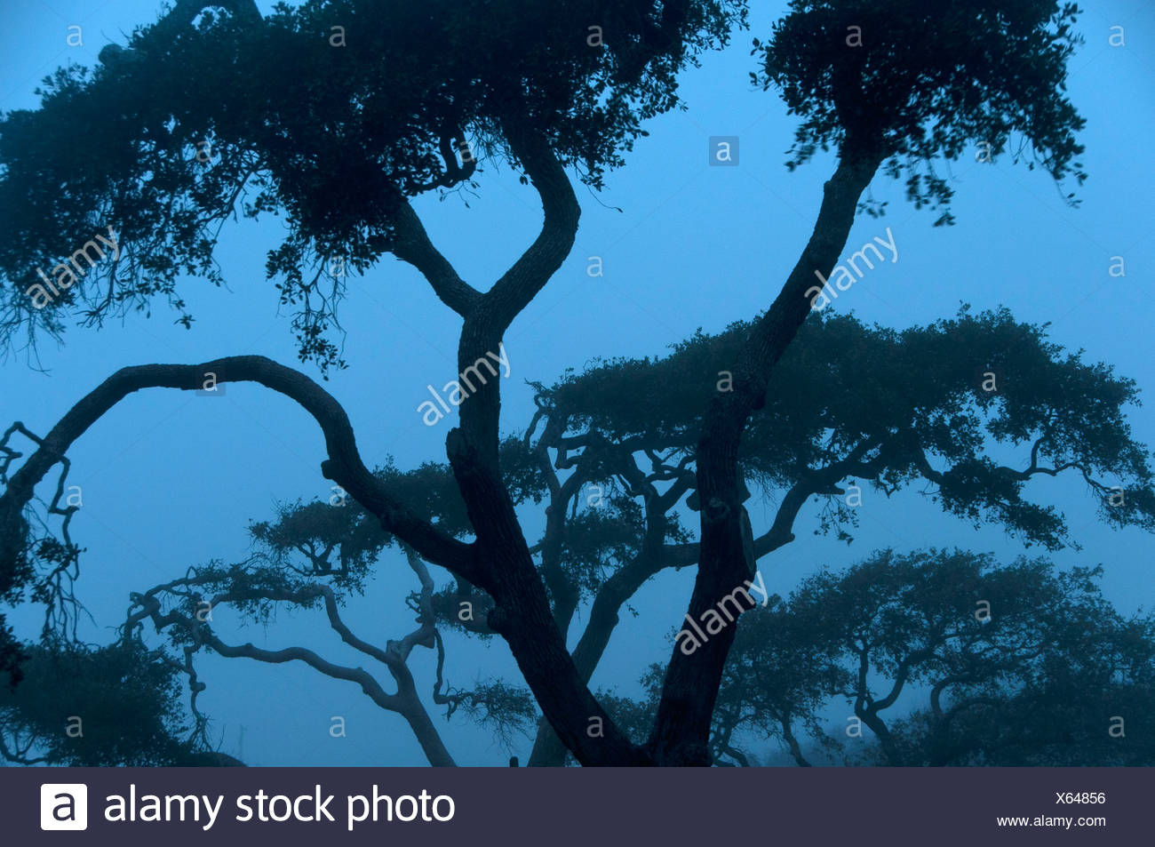 Live Oak Tree Silhouette High Resolution Stock Photography and Images ...