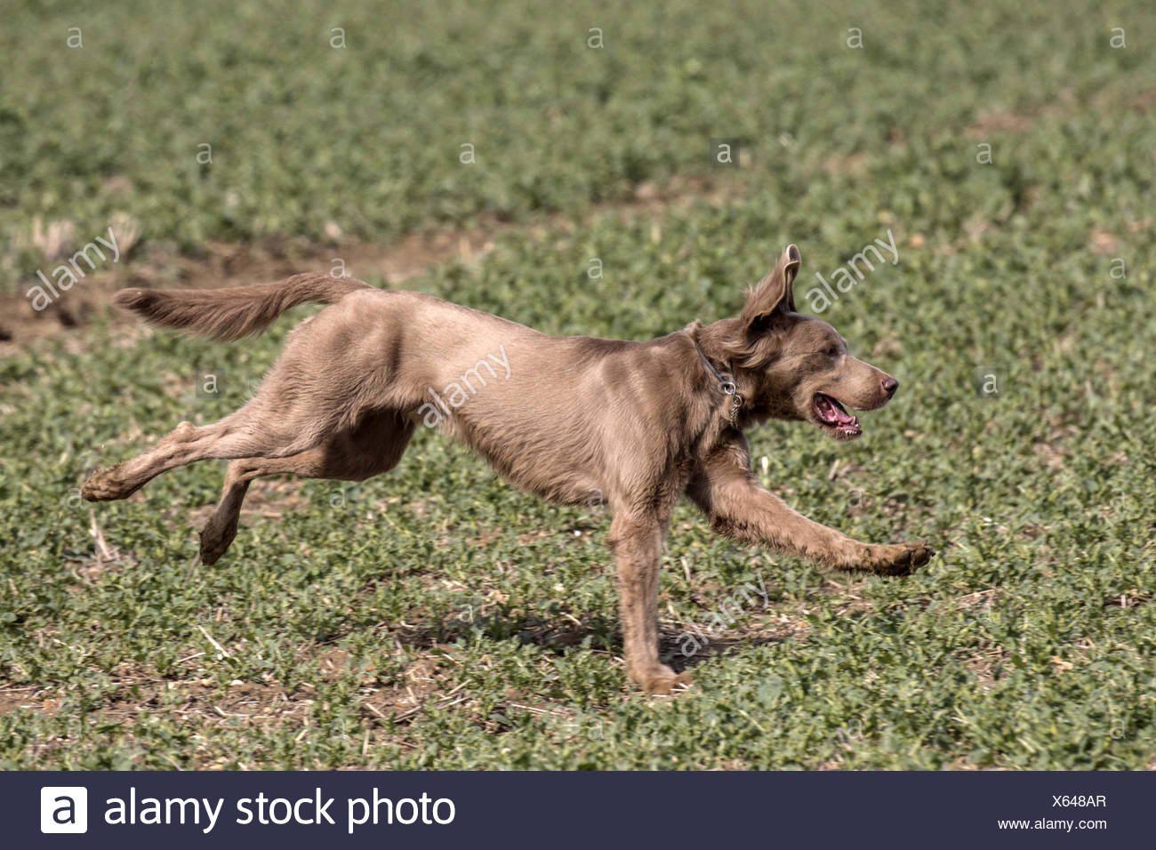 The Long Haired Weimaraner Has A Silky Coat With An Undocked