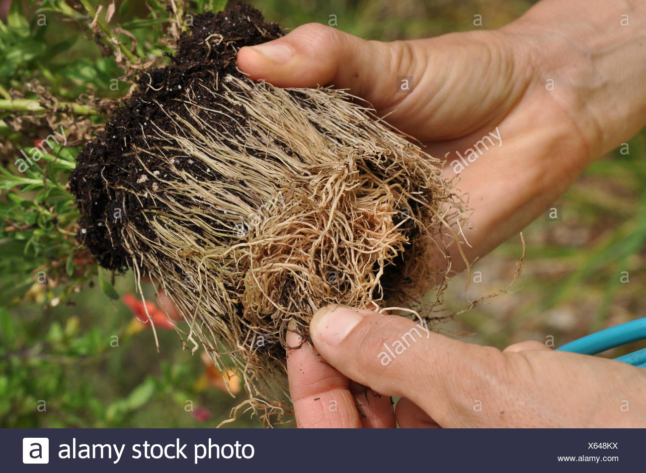 Root Cutting Propagation Stock Photos & Root Cutting Propagation Stock