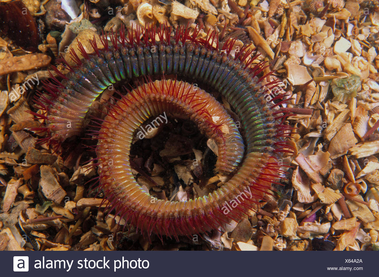 Eunicidae High Resolution Stock Photography and Images Alamy