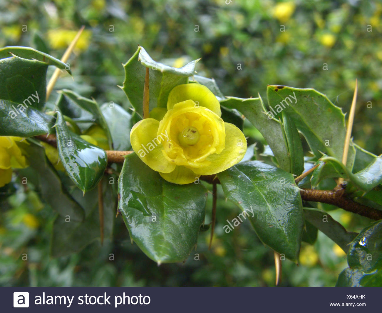 Télécharger gratuitement Images Barberry Flowers Shrub Shrubs Stock Photos Barberry Flowers