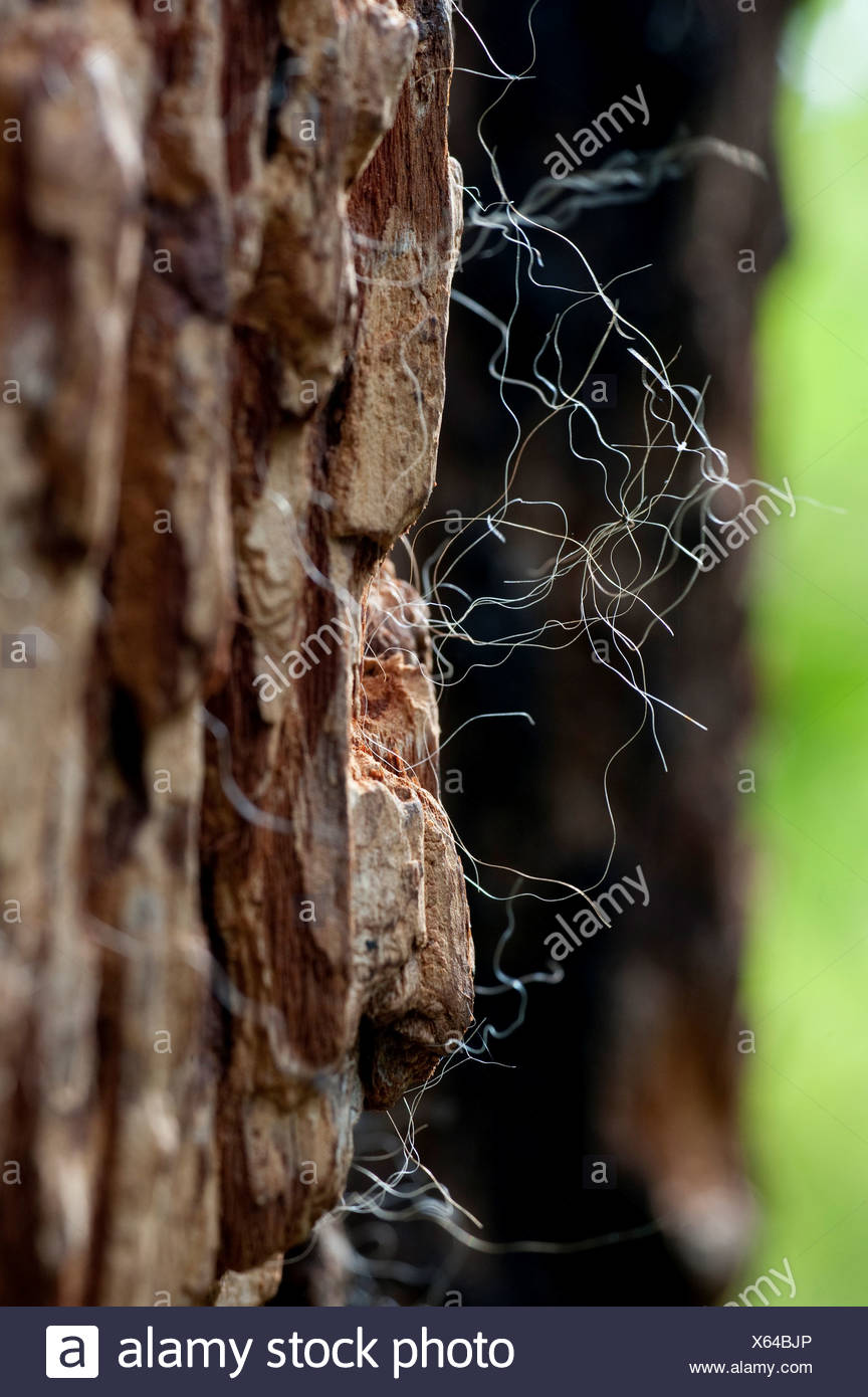 Animal Scratch Marks Stock Photos & Animal Scratch Marks Stock Images