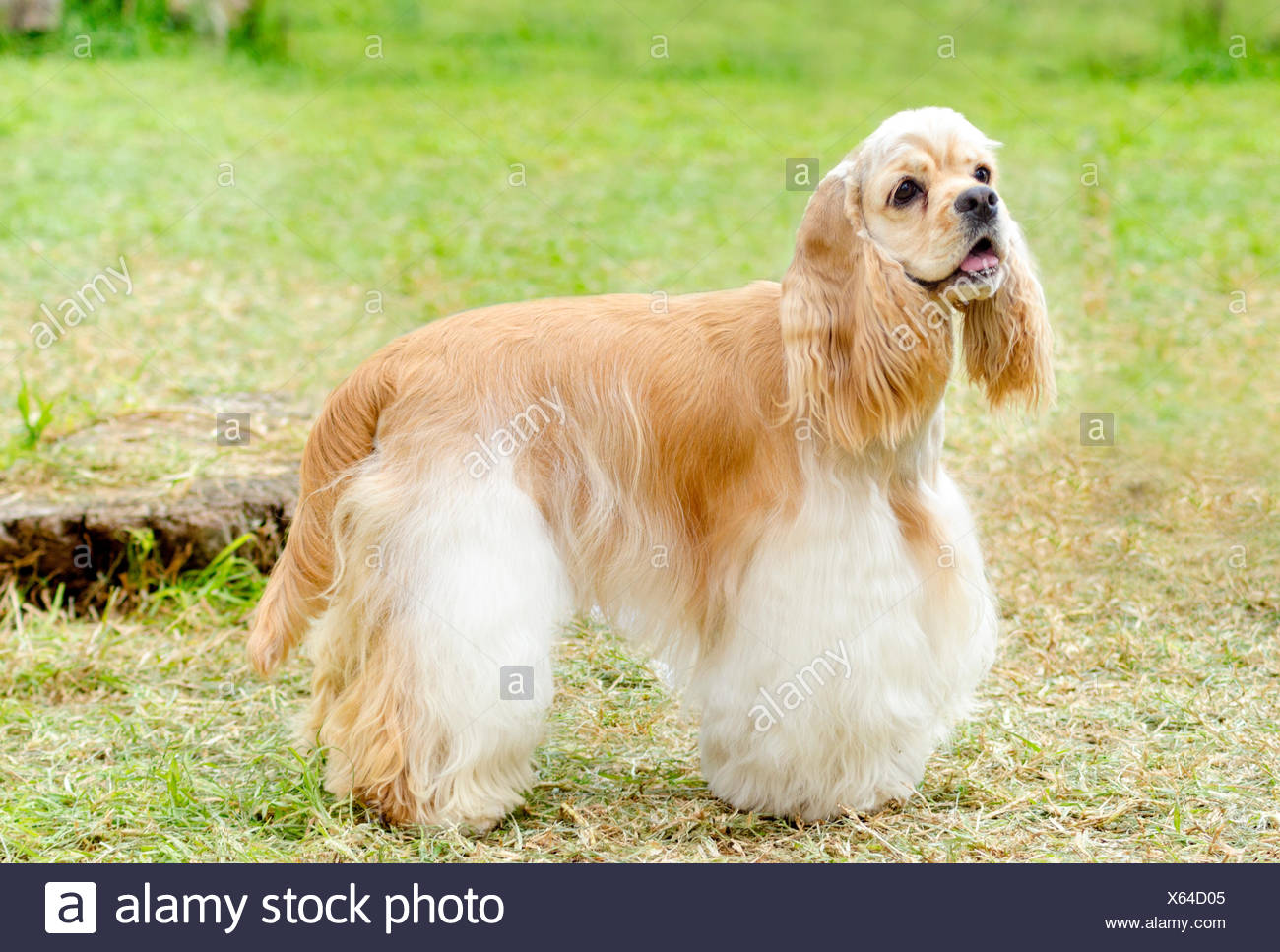 albino cocker spaniel