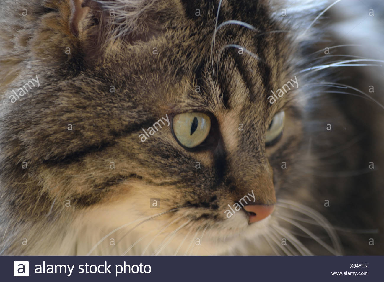 tabby domestic cat - Close-up Stock Photo
