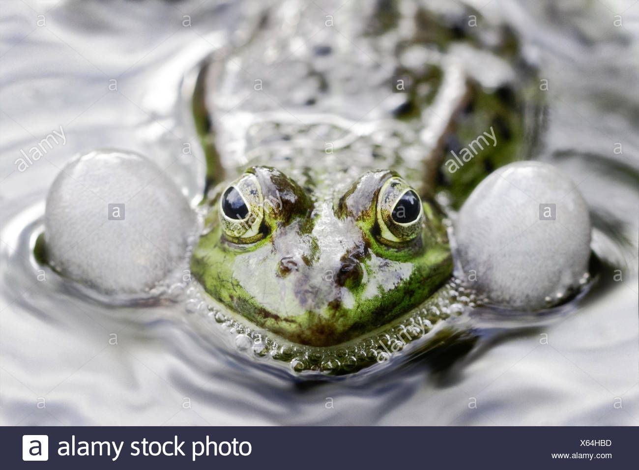 Bloated Stock Photos & Bloated Stock Images Alamy