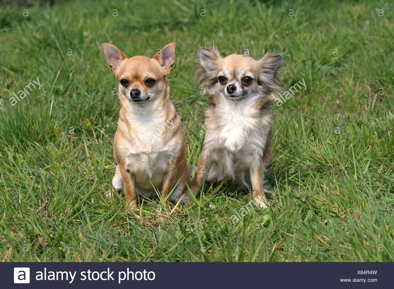 long haired vs short haired chihuahua