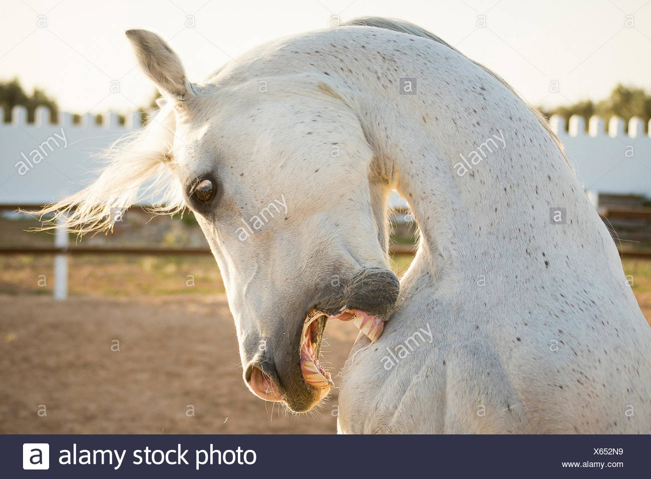 Arabian Horse Gray Stallion Biting Itself Self Harm Tunisia Stock Photo Alamy