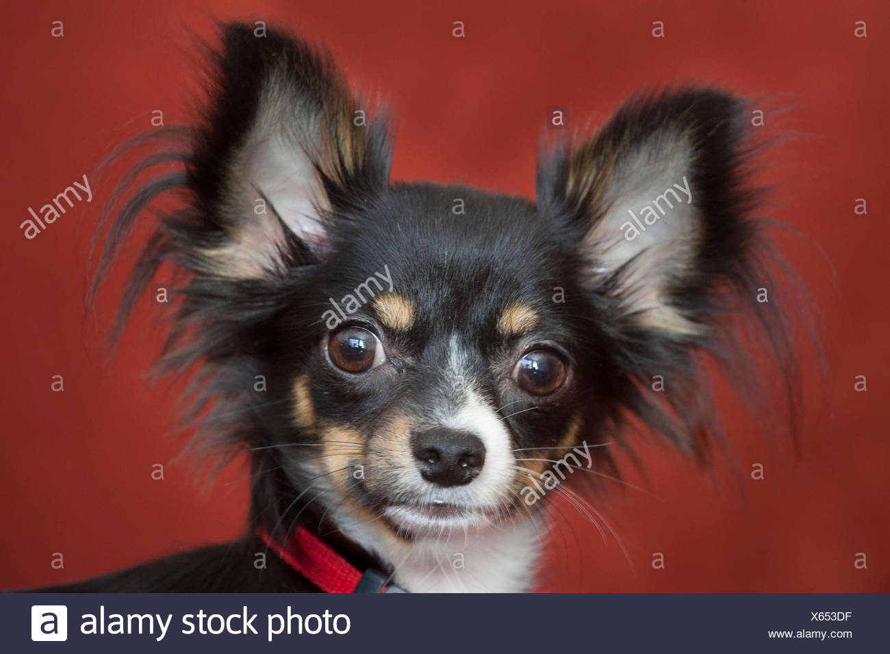Long Haired Chihuahua Stock Photos Long Haired Chihuahua Stock