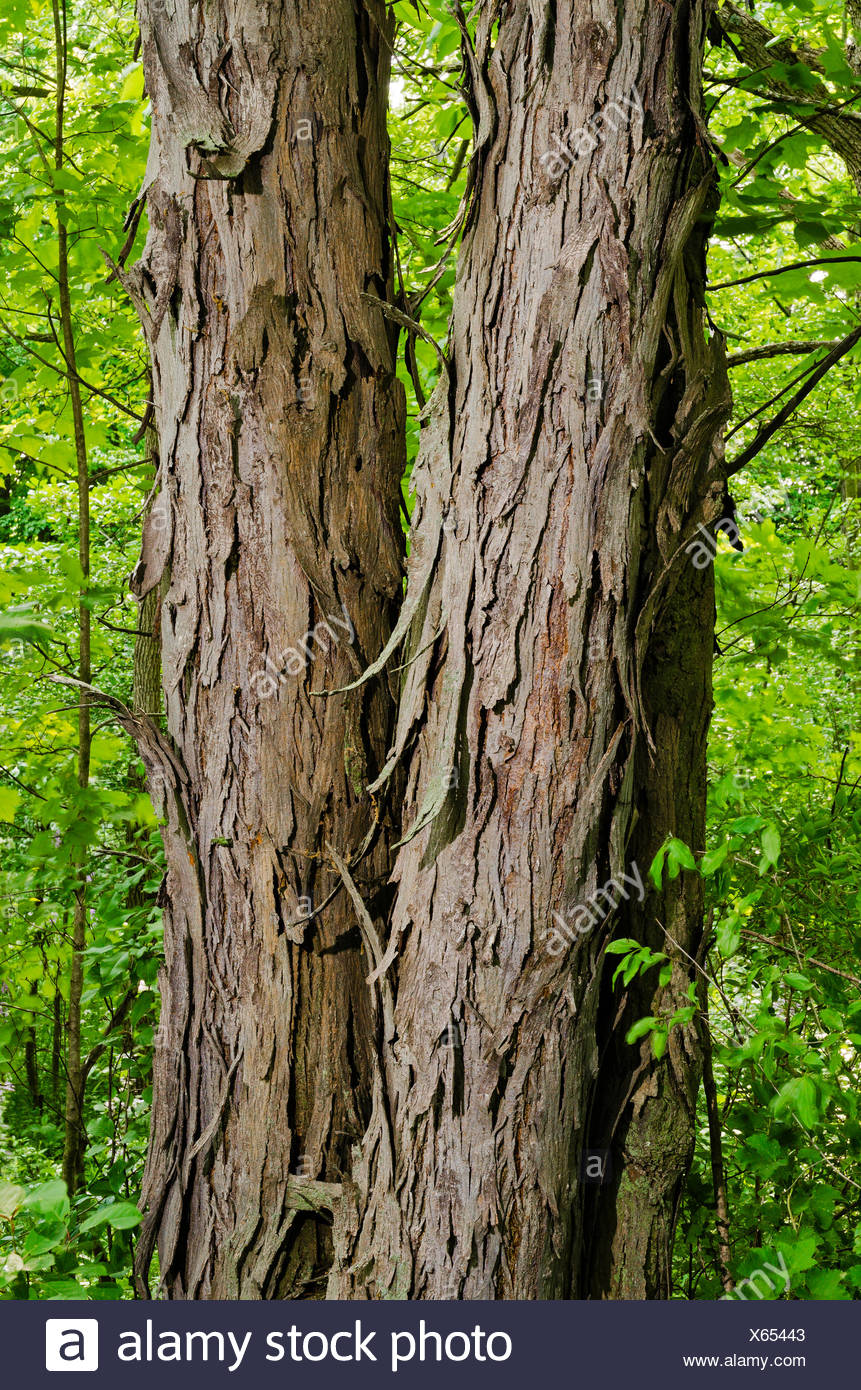 Shagbark Hickory Carya Ovata High Resolution Stock Photography and