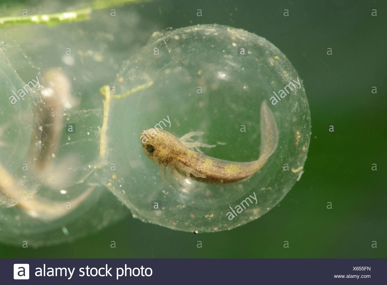 Axolotl Ambystoma Mexicanum Egg With Translucent Larva With Gills Stock Photo Alamy