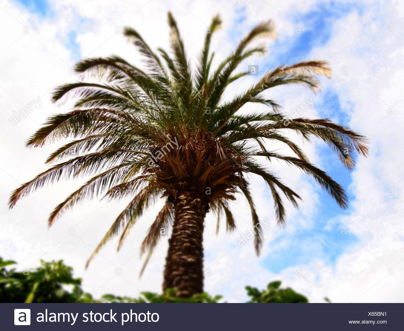 Palm Arecaceae Palmae Out Of Focus Stock Photo Alamy