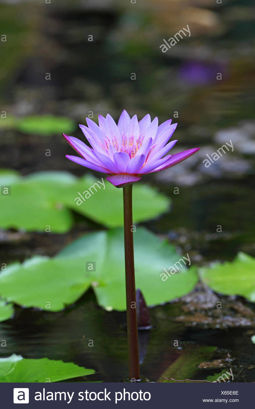 Egyptian Water Lilies High Resolution Stock Photography and Images - Alamy