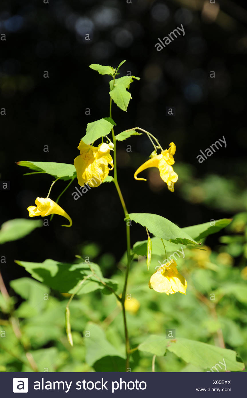 Impatiens noli-tangere, Touch-me-not balsam Stock Photo