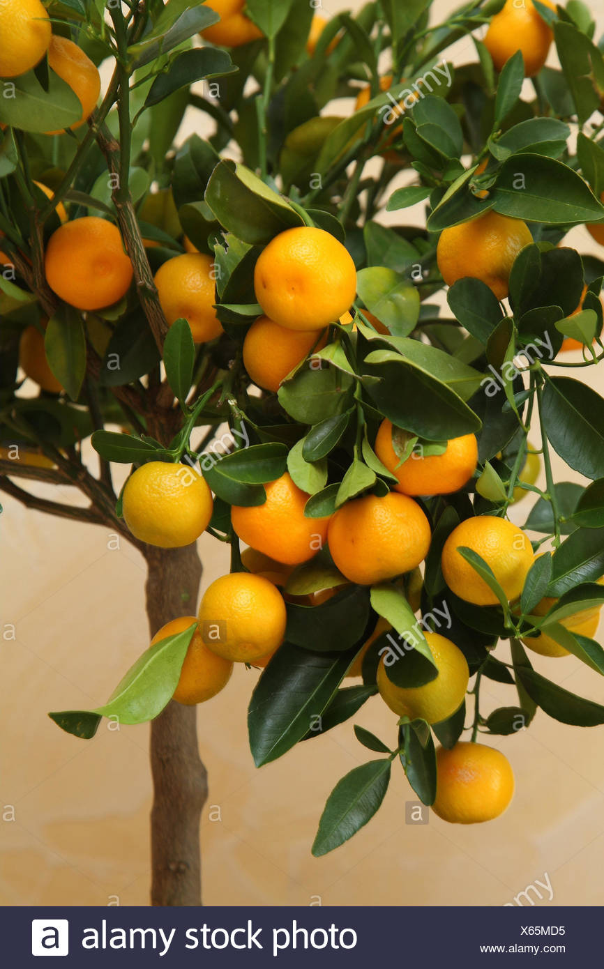 How to grow Calamondin and care for him at home How to grow Calamondin and care for him at home