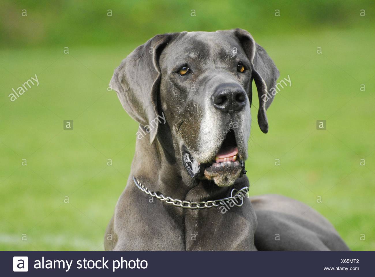 great dane chain collar