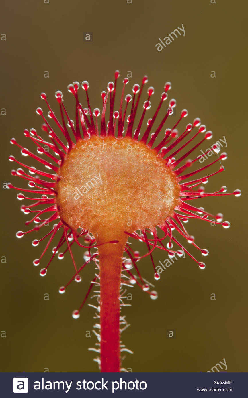 Glandular Hairs Stock Photos & Glandular Hairs Stock Images Alamy