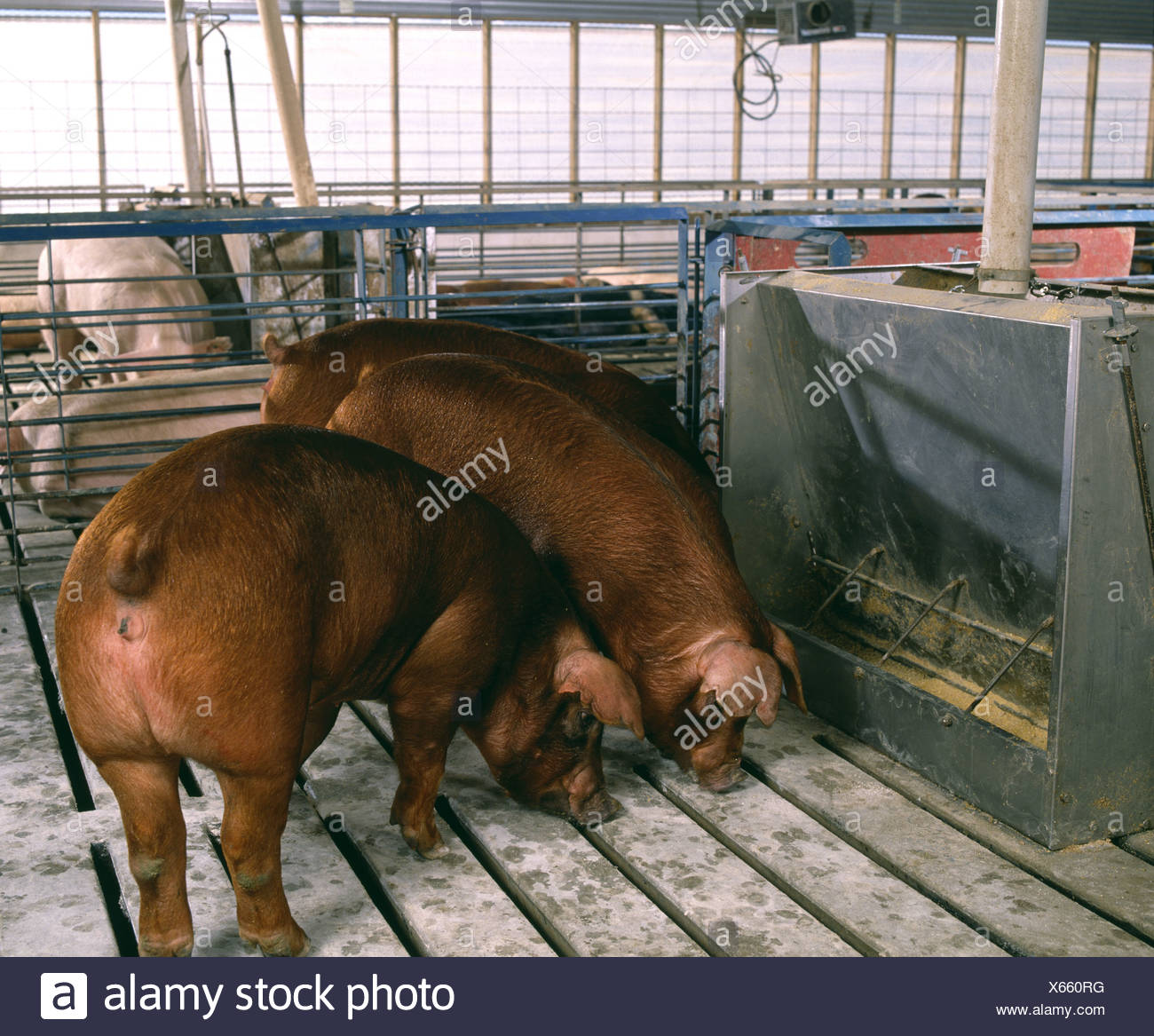 120 150 Lb Duroc Feeder Pigs Stock Photo 279186196 Alamy