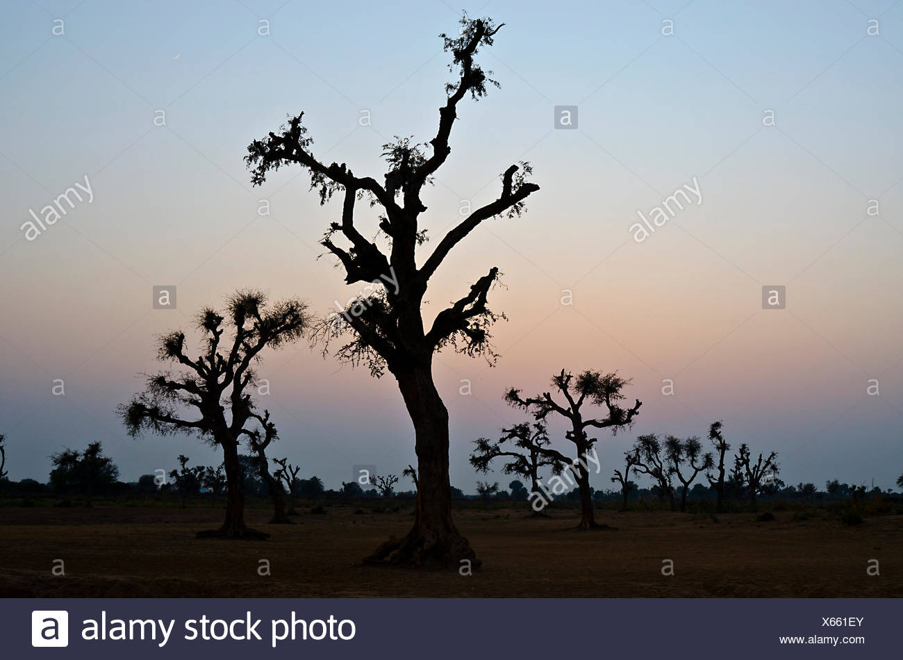 Khejri Tree Stock Photos & Khejri Tree Stock Images - Alamy