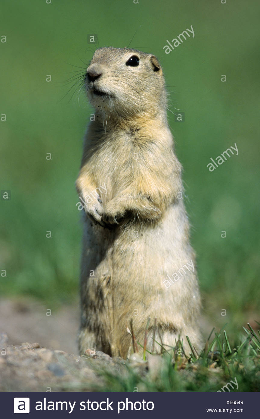 Richardsons Ground Squirrels High Resolution Stock Photography and ...